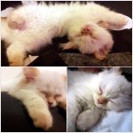 !!못생김주의!! 엽기묘 코코를 소개합니다 :)