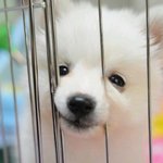 [스피츠] <b>아기</b>콩을 소개합니다 +_+
