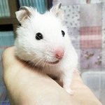 *****사진有) 얼짱도전*****