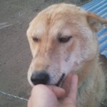 [전북 <b>익산</b>] 가족같던 개를 잃어버렸습니다