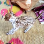 ★고냥) 업둥이 .. 비야  이야기..ㅠㅠㅠㅠ사진 스압有☆