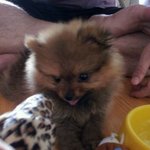 ♡♥♡포메라<b>이언</b>~ 산도를 소개합니다~♡♥♡