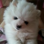 ※3대 악마견 버금가는 화이트<b>포</b><b>메</b>!!!! 겁뚱이♥