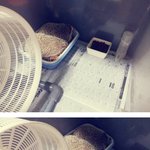 ★고슴도치판★ 고봉이 <b>고소미</b>의 여름나기