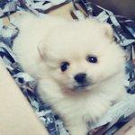 (동영상수정2) 인형같은 아기포메 '뽀야' 를 소개합니다^^!