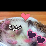 울집 고슴도치 강<b>젤리</b>를 소개합니다욤 :-)♡