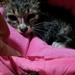 조금특별한 우리딸 아치를 소개합니당~(길냥이)