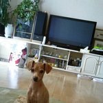 <b>연수구</b>) 저희반려견좀 꼭 찾게도와주세요!  제발요 ㅠㅠ (인천,<b>연수구</b>)