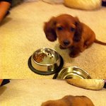 **닥뚜훈트 나.쵸.인.사.드.려.요(__)(--)(__)**