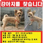 부산 해운대 갈색 <b>요키</b>믹스 강아지 찾아요..