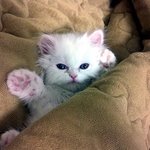 [화이트 페르시안 인 줄 알앗지만 사실 믹스?]내 아들 두부 이야기