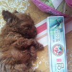 < 갈색 푸들 > 우리집 막둥이 <b>토토</b>를 소개합니다 :)