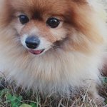 ♥(사진有)세상에서 제일 소중한가족 <b>포</b><b>메</b>공주님♥