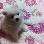 스피츠) 2탄 뿡이의 내맘대로 삶