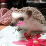 ★ㅇ..우월한 고슴도치를 ㅅ..소개합니다 사진 有 ☆