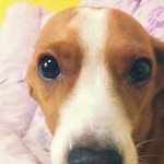 ★★★비글+코카 믹스견 내 동생 '문세'를 소개합니다ㅎㅎ♥