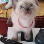 <샴 블루> 수원 왕자님 4 분양해요 ㅜㅜ