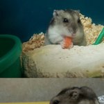 (수정,사진"多"有)엽기적인 우리 쥐,★<b>드워프</b>'정글리안'★★★