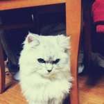 스압주의!!!)페르시안 친칠라 <b>은비</b>보고가세요^0^♥(냥이판 사진有)
