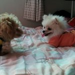 ★포메와 푸들의 사랑이야기★ㅋㅋㅋ 강<b>쥐들</b>도 손잡고 다니는데