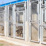 한국 군견 100여<b>마리</b>, 매년 떼죽음 '충격'