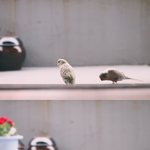 사랑앵무 배라와 슈가 (+추가)