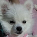 사진有 3탄!! 화이트<b>포</b><b>메</b>&amp;블랙푸들 이야기♡