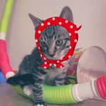 ☆♥아기고양이♥☆의 새주인을 찾아요♥~~!!! (2마리 사진있음...