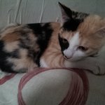 고양이 <b>분양</b>하려고 합니다~한번만 꼭 봐주세요~제가 정말 급해서요~ㅠㅠ