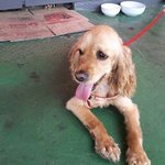 ★★★코카스파니엘의 <b>주인</b>을찾습니다★★★