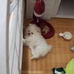 4탄★화이트<b>포</b><b>메</b> 훈남 모모차르트를 소개하오★