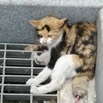 ★★냥이<b>꼬리</b>살을발라놨네요ㅜㅜ꼭봐주셔요ㅜ★★
