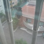 ===우리집 방충망에 <b>매미</b>가 붙어있던 사연===