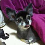 같이 나가면 무슨종이냐 <b>or</b> 여우냐고 물어봄@_ @)a 맞춰보아요~...