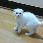 ★귀★  ★접★힌★  고양이를 키우고 있어요~§
