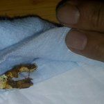 아이 똥에서 담배가 나왔습니다.