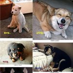 <b>요일</b>에따른 강아지들 표정!!귀여웤ㅋㅋ