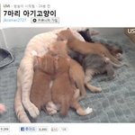너무 사랑스러운~♥ 7마리 아기고양이 >_<