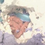 골든햄스터 <b>루비</b>의 첫출산,.. 그 후 이야기