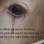 ★★★고기는 동물을 난도질한 <b>시체</b>!★★★