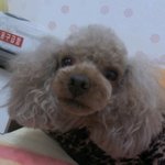 ★★★★★ 귀염돋는 둥2토토는 나의동거犬