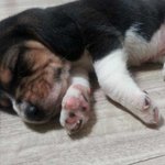 ★☆★☆매력덩어리비글 우리방구를소개합니당(!!!!사진有!!!!)★☆★☆