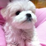 ★★★★사진多)))기염포텐터지는 우리 두부를 소개합니다^.~★★★★