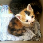 ★★★★★★사진有))) 동물병원앞에 천사 3화 ♥♥♥♥♥♥♥♥♥♥♥♥♥♥♥