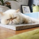 ★★ <b>더위</b>에 정신못차리는 <<<고양이와 개>>> ★★