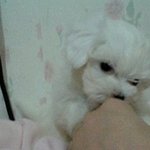 사진有)) ★사랑스런 4개월 말티 우리 <b>푸딩</b>이를 소개합니다★