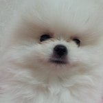 ★(왕스압有) 목베개에서만 자던 레오! 많이 컸어요^.~★★