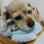 ★☆ boo 만큼 예쁜 얼짱 코카 ☆★