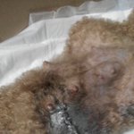 (추가)사진있음)멀쩡한 강아지 배째놓고 뻔뻔한 동물병원의사!