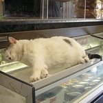 무더위를 피하는 <b>각종</b> 방법